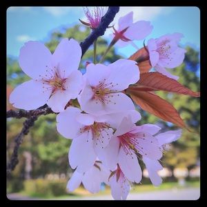 Meet your Posher, Julia